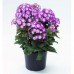 Флокс Phlox Purple Eye Flame Флокс Phlox Purple Eye Flame